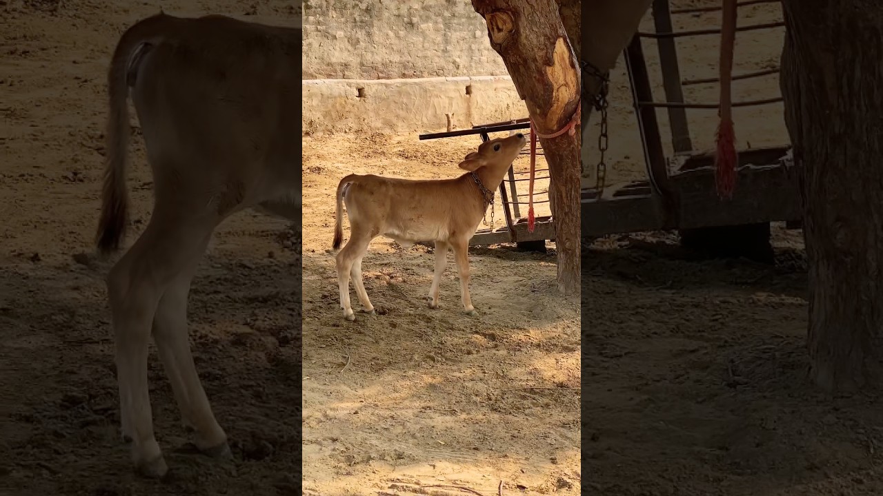 Jersey calf of ABS boon bull 🐂 #jersey #cow #abs #calf #animallover