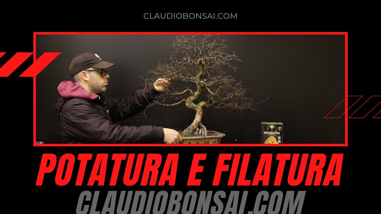 POTATURA E FILATURA ZELKOVA BONSAI
