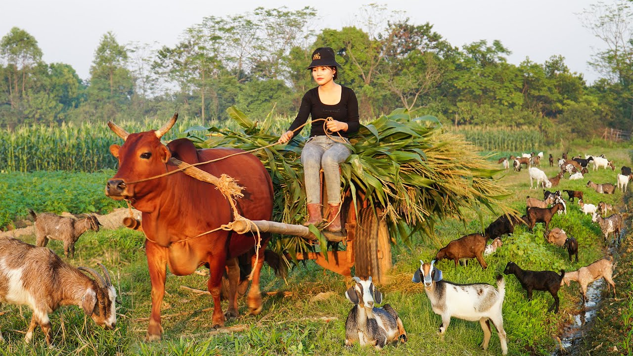 Clouded Monitor Lizard Invades Goat Farm While Harvesting Red Chili for Market! 🦎🌶️ | Ly Tieu Lam
