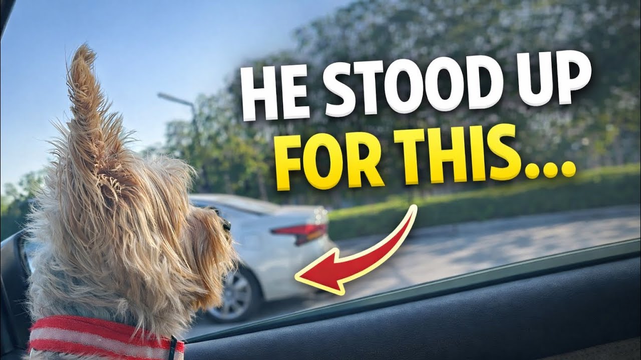 Он заступился за это&hellip; Сюрприз в машине для йоркширского терьера 🚗🐾