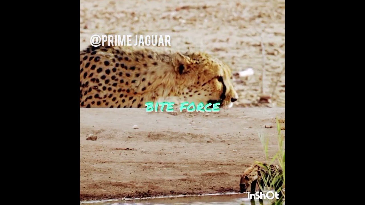 AFRICAN CHEETAH VS SPOTTED HYENA #CHEETAH #HYENA #ANIMALS EDIT