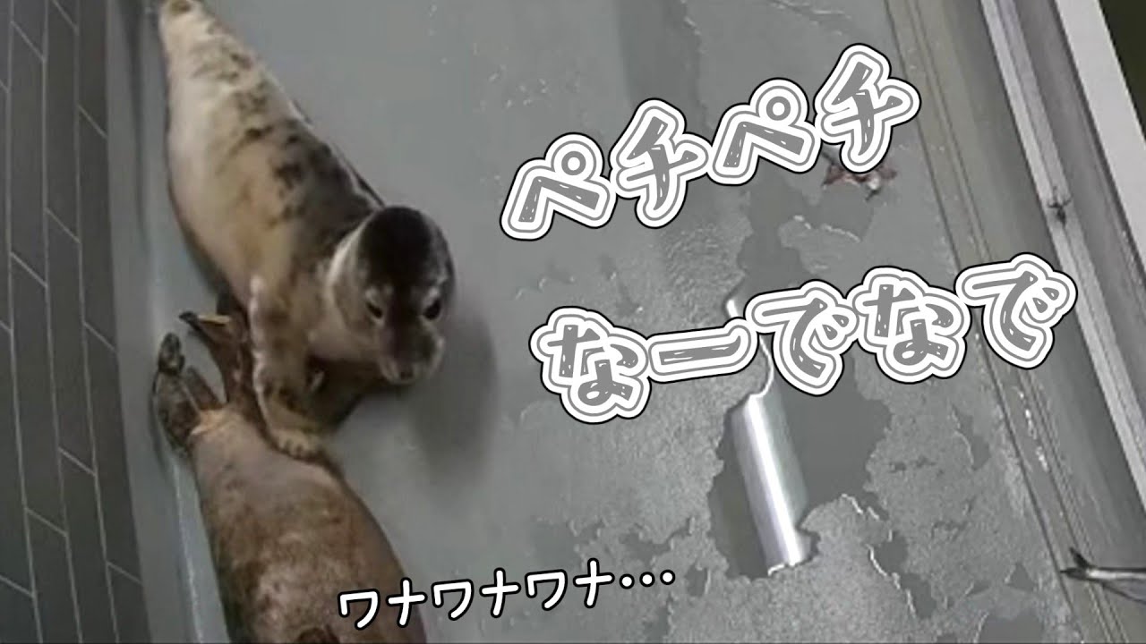 なぞのかわいいなでなで攻撃【アザラシ幼稚園】