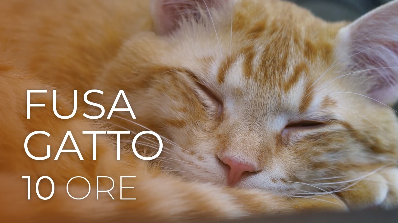 FUSA GATTO 10 ORE   Sonno Profondo Nessuna Interruzione  ASMR Relax 2026