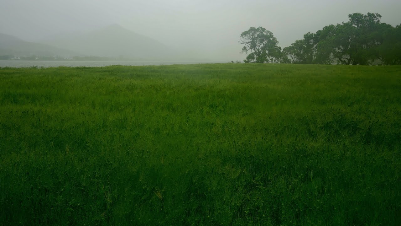 Rain Sounds for Sleeping, Studying, Relaxation, Meditation | Green Barley Field