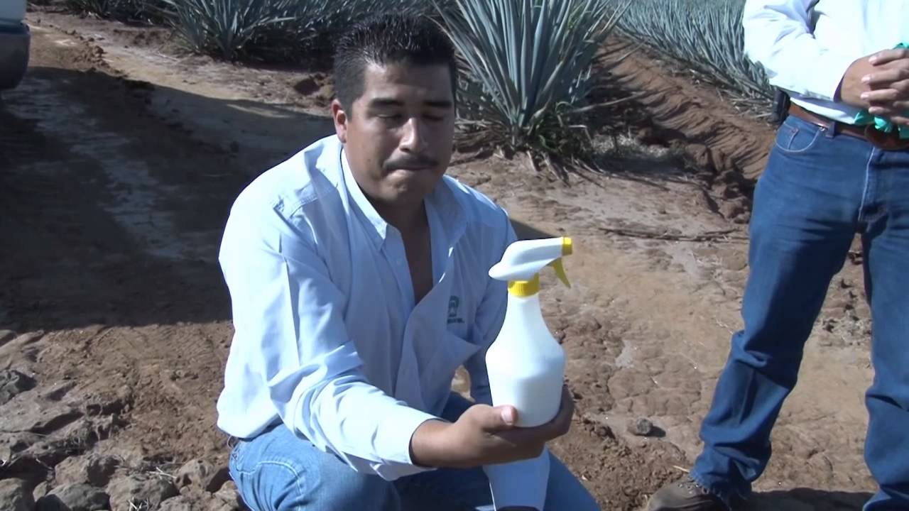 Campo Abierto    Trampeo de Picudo