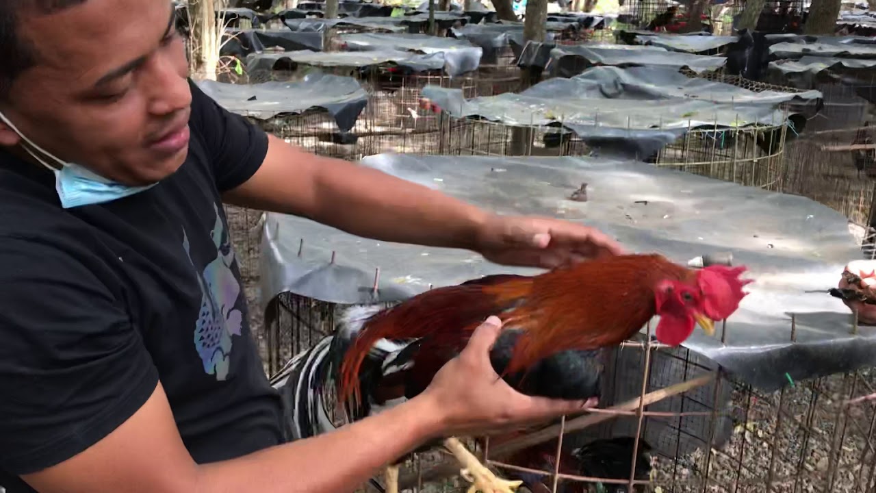 Grabriel yannie muestra parte de sus padrote. O reproductores
