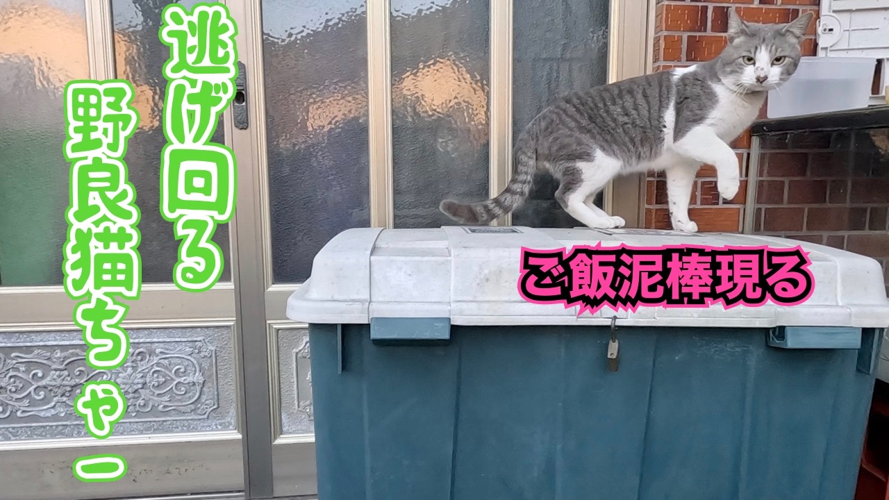 ‼️ご飯泥棒‼️　猫から逃げ回る野良猫ちゃー😊　のんびり日記😊