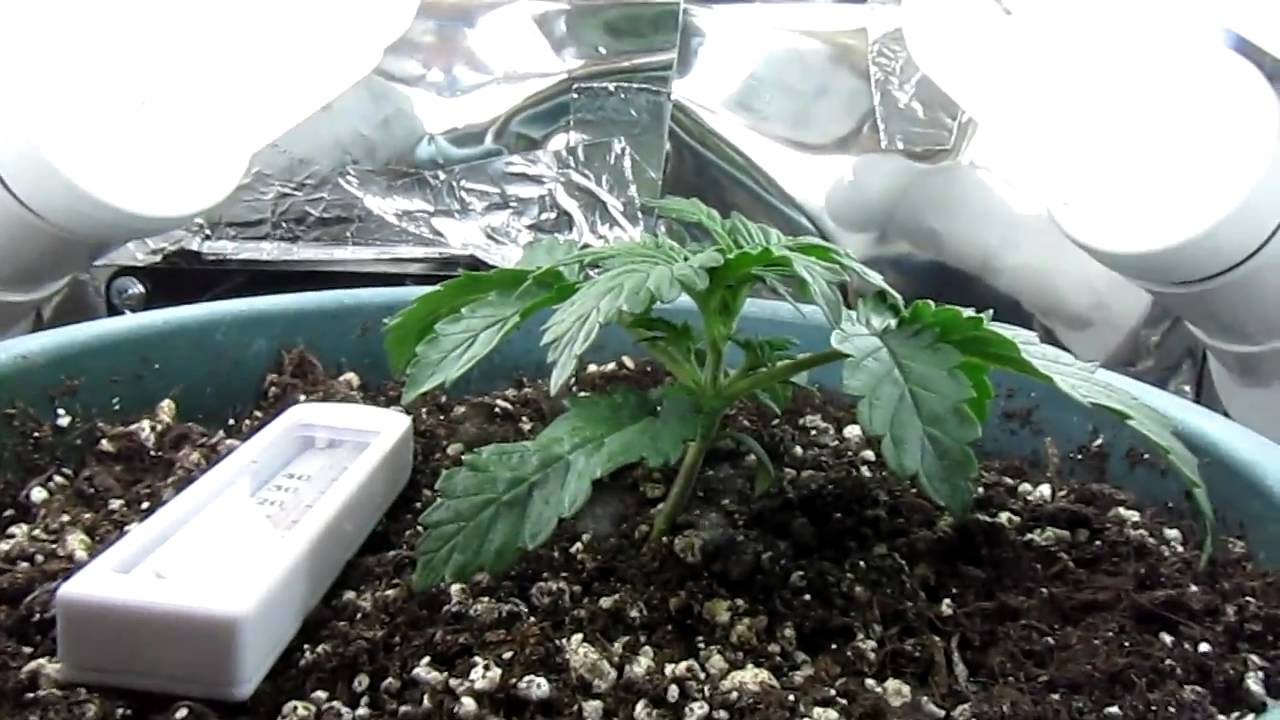 auto ak47 stealth grow