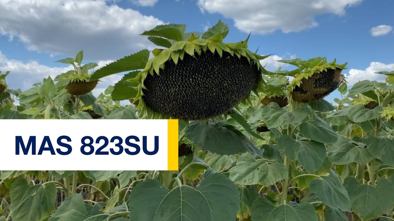Зустрічайте потужну новинку у портфоліо MAS Seeds! 🔥