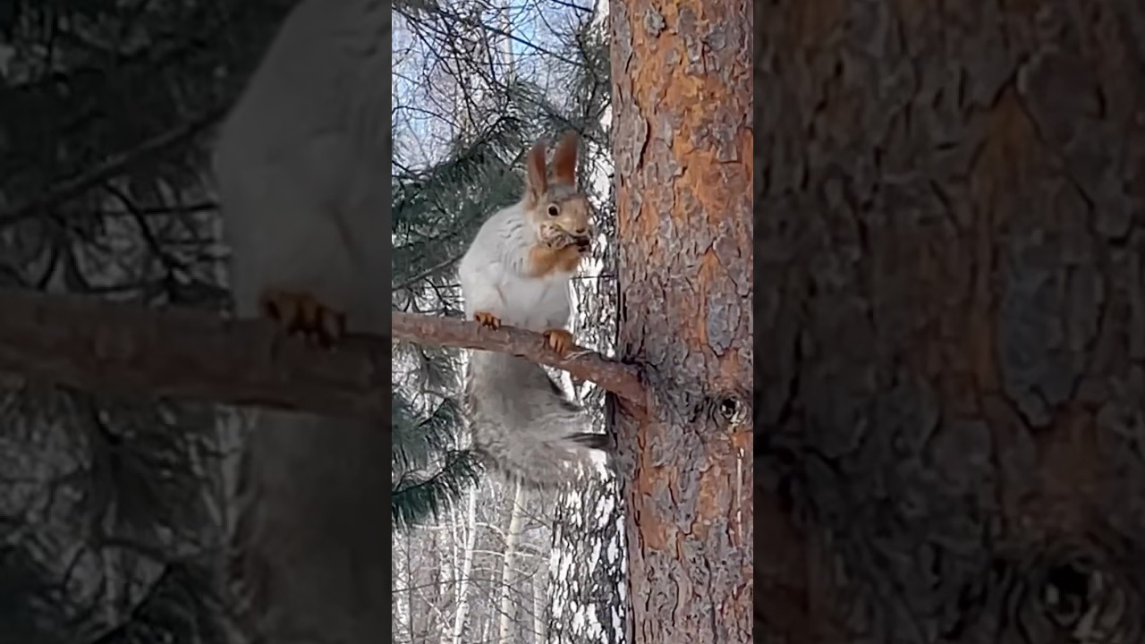 Беременная белочка создает уют в доме #siberiansquirrels #белка #белочка #нск #wildlife  #cute