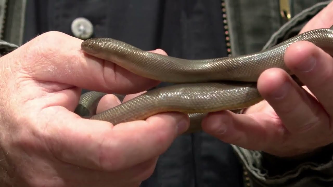 Walk on the Wild Side with KTVL - Rubber Boas of Oregon