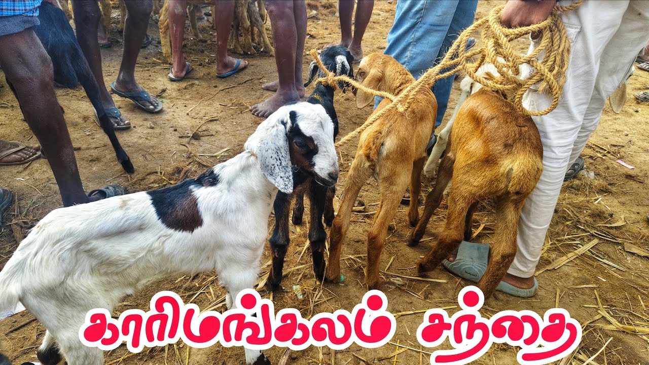காரிமங்கலம் ஆட்டு சந்தை தருமபுரி மாவட்டம் விலை நிலவரம் 