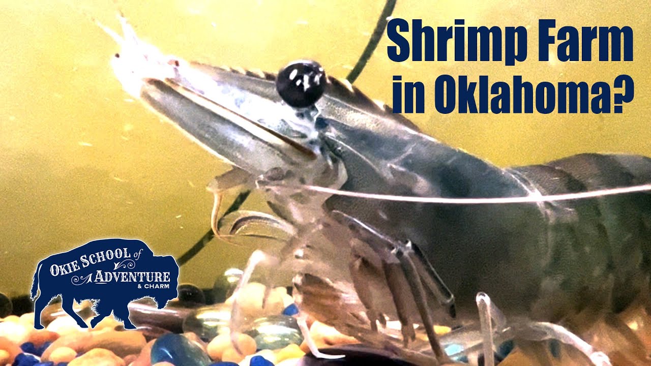 Oklahoma's One and Only Shrimp (Prawn) Farm