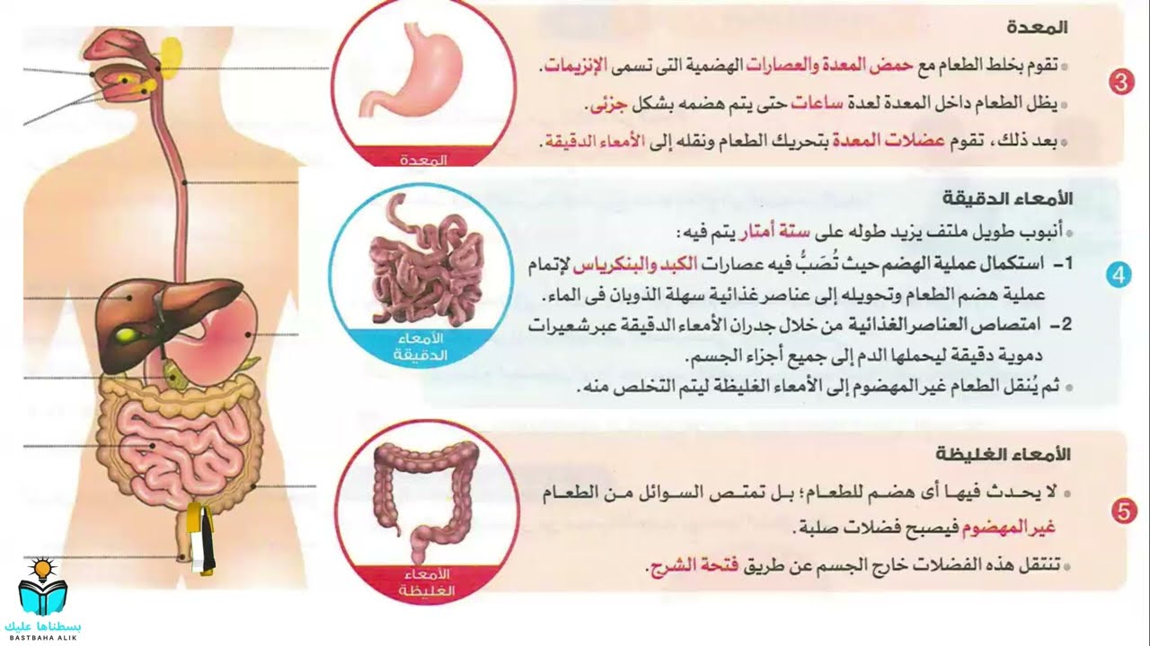 الجهاز الهضمي | الدرس الرابع علوم الصف الرابع الابتدائي 2026 | شرح وتدريبات ترم أول