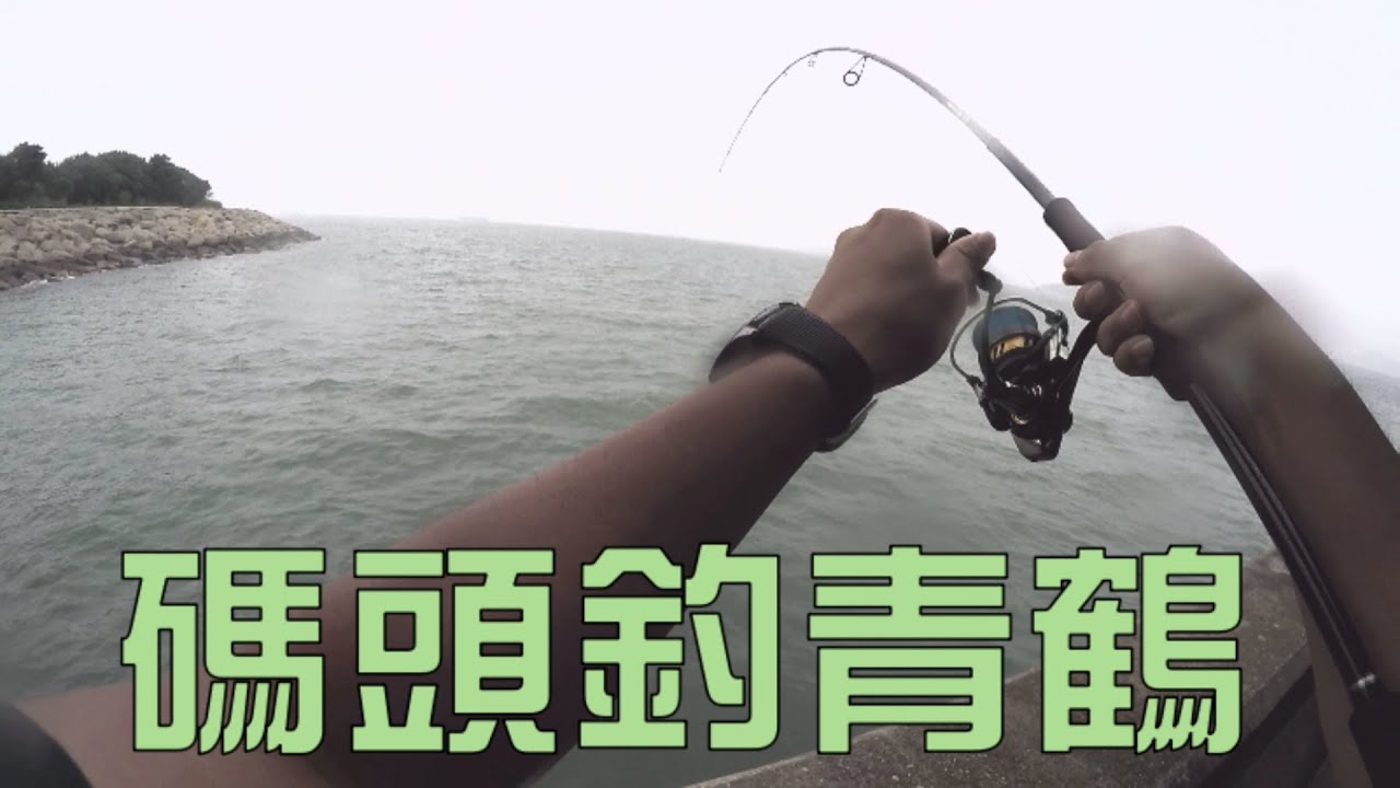 『岸釣』碼頭釣青鶴| 鶴針 | 青旗 |