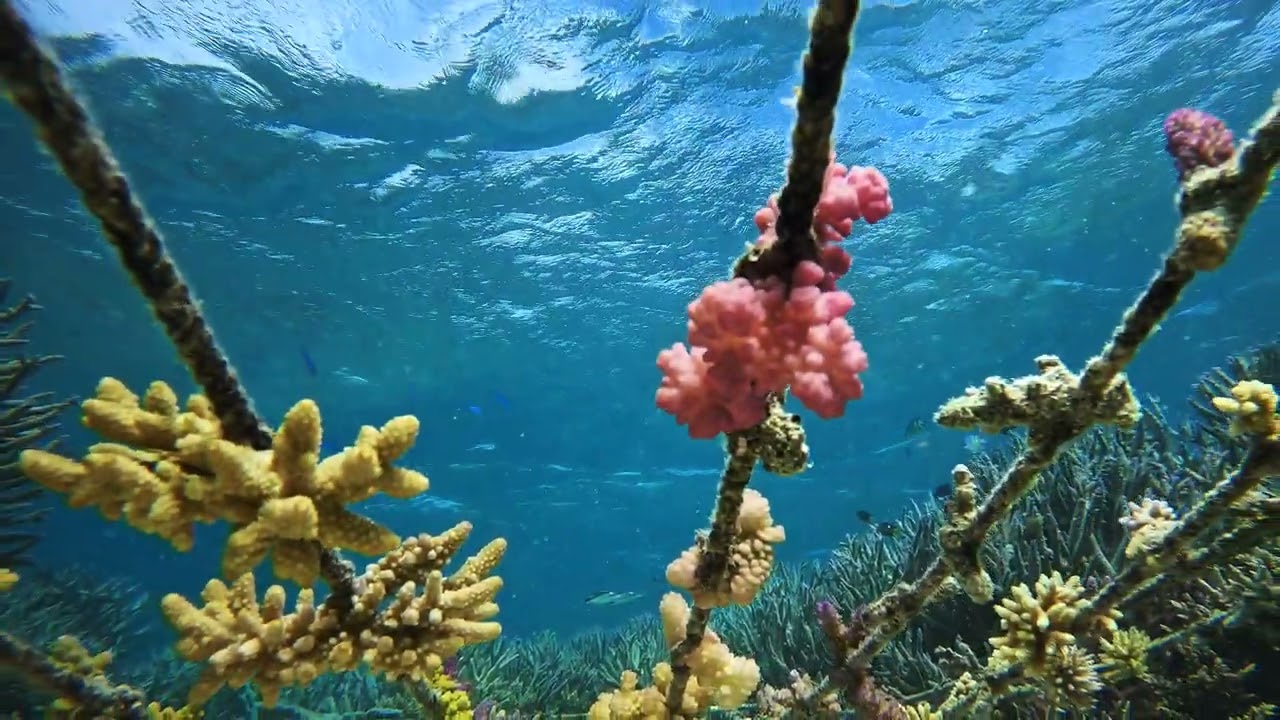 Healthy corals around Drawaqa Island