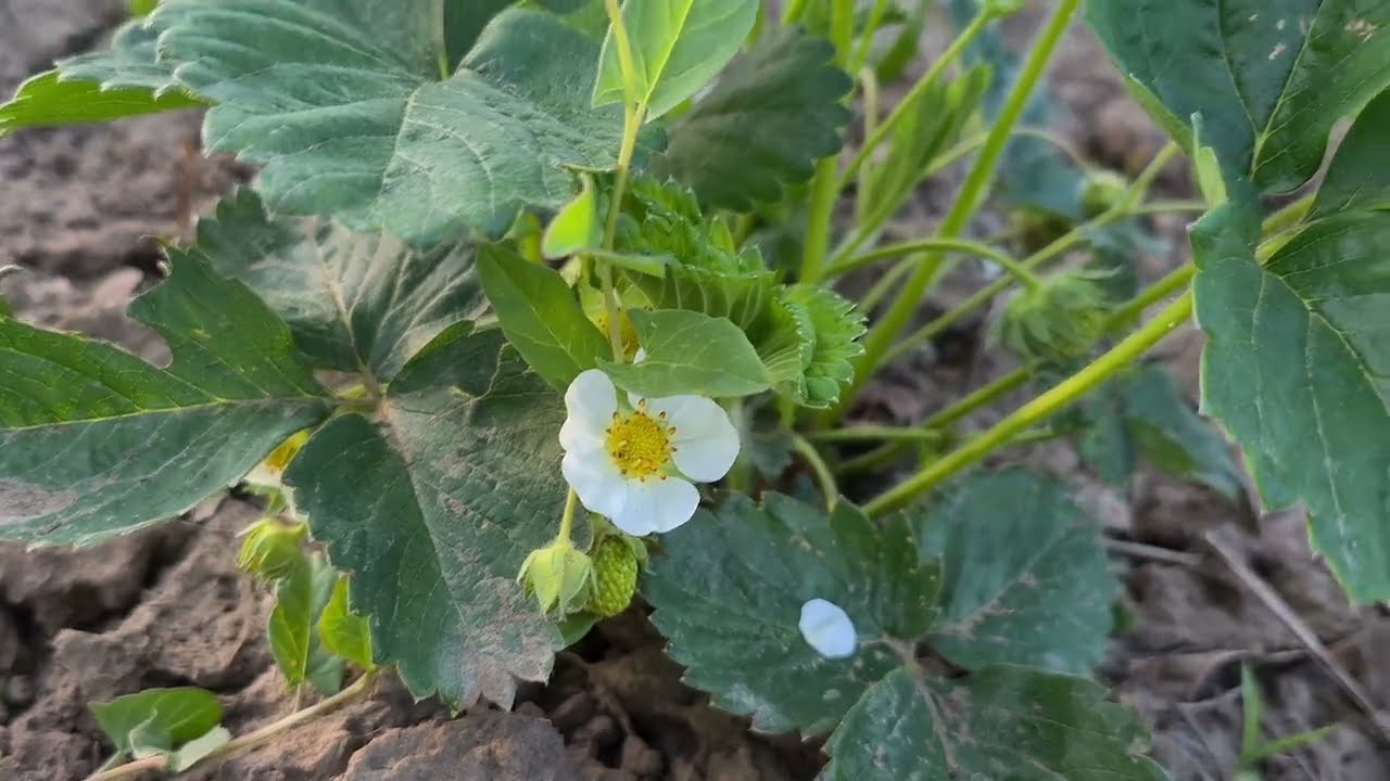 Vrei capsuni mari si dulci ?  Doua retete de fertilizarea culturilor de capsune