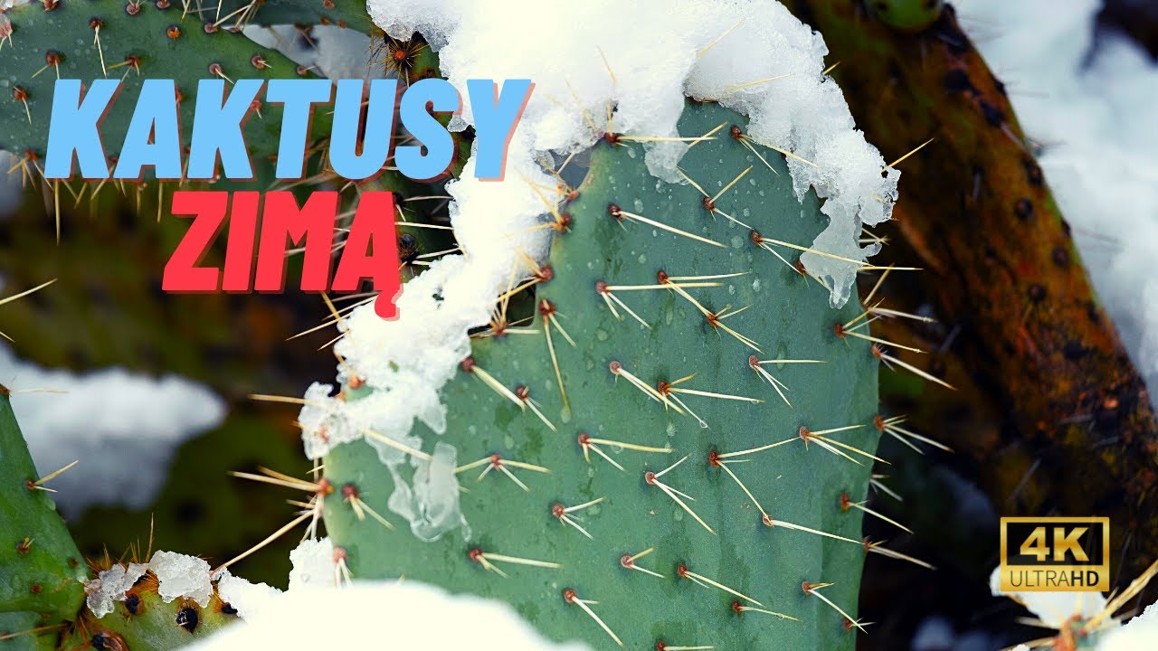 MOJE KAKTUSY ZIMĄ [4K]