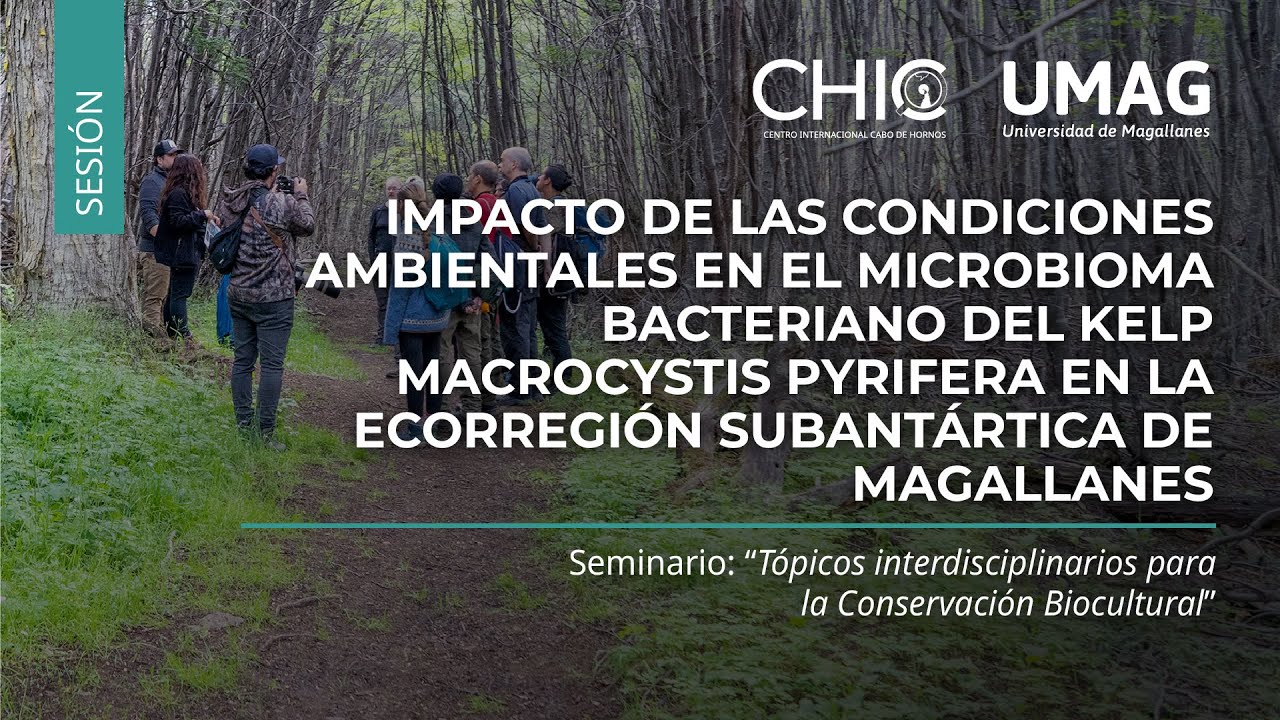 Impacto de las condiciones ambientales en el microbioma bacteriano del kelp Macrocystis pyrifera...
