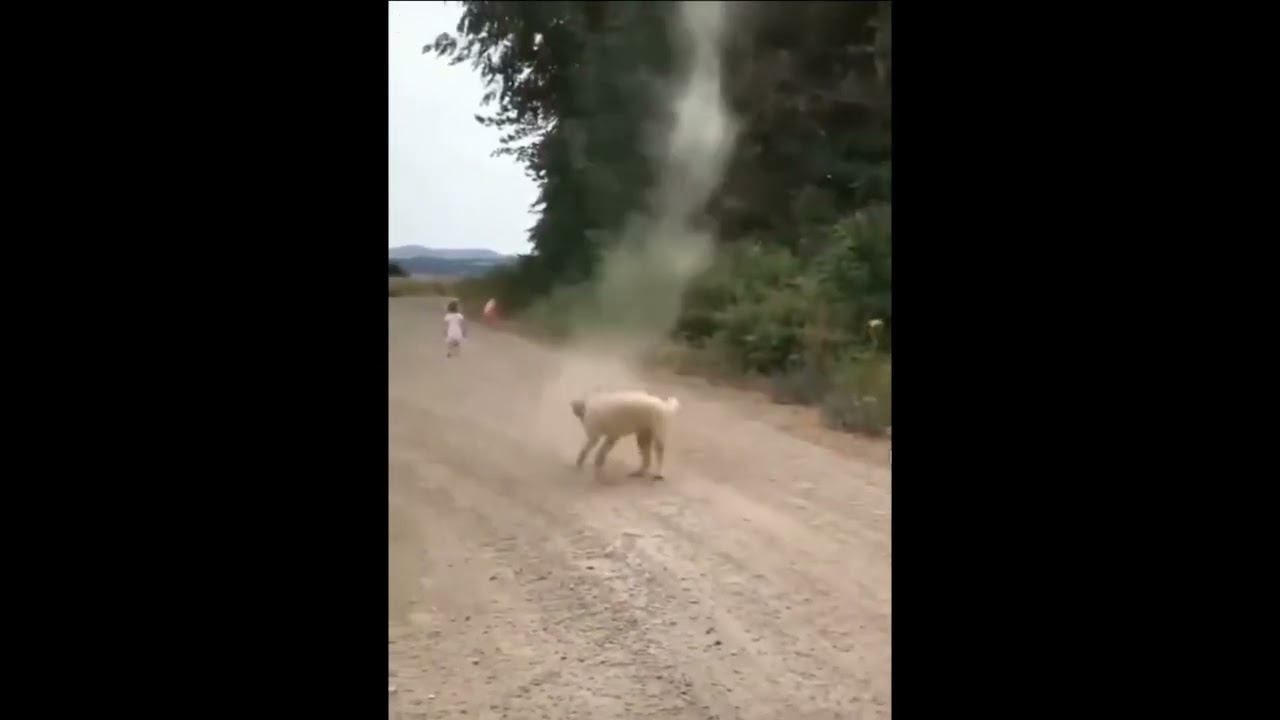 Incredible Dog Heroically Prevents Tornado Formation in California!