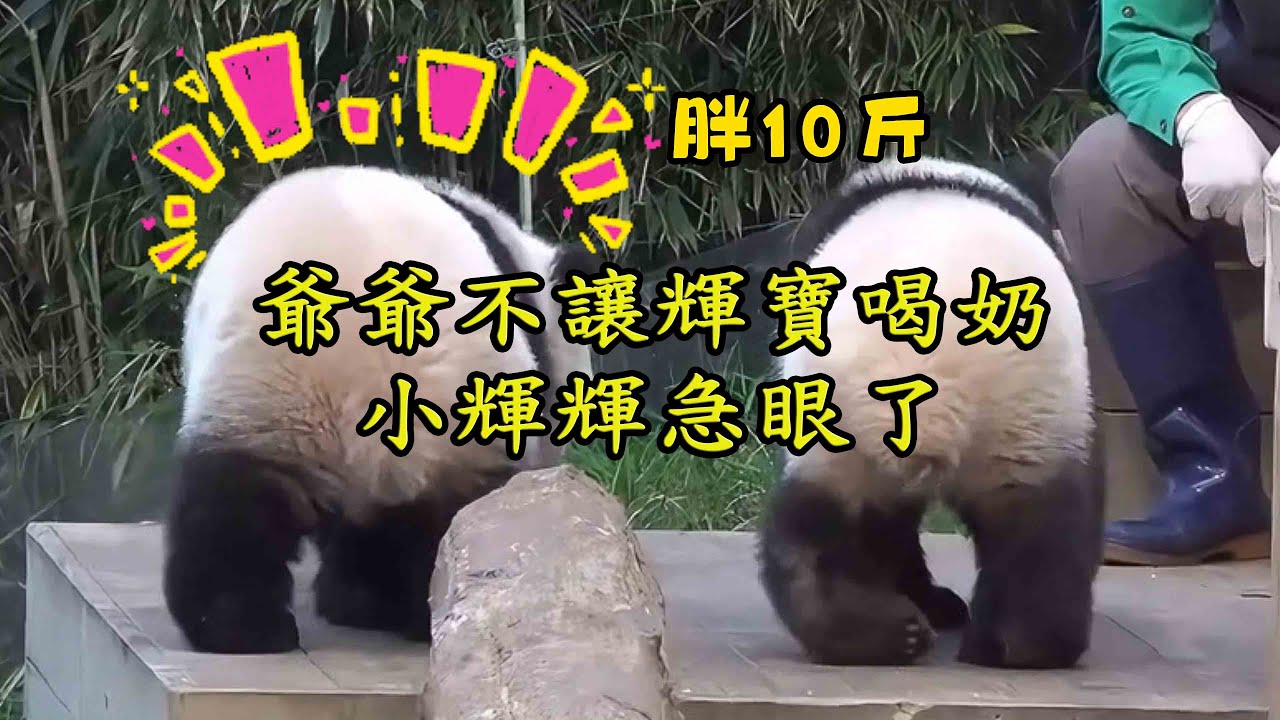 輝寶比睿寶胖10斤，兩位爺爺狠心幫輝寶减重，小輝輝竟然急眼了 #루이바오 #睿寶 #후이바오 #輝寶