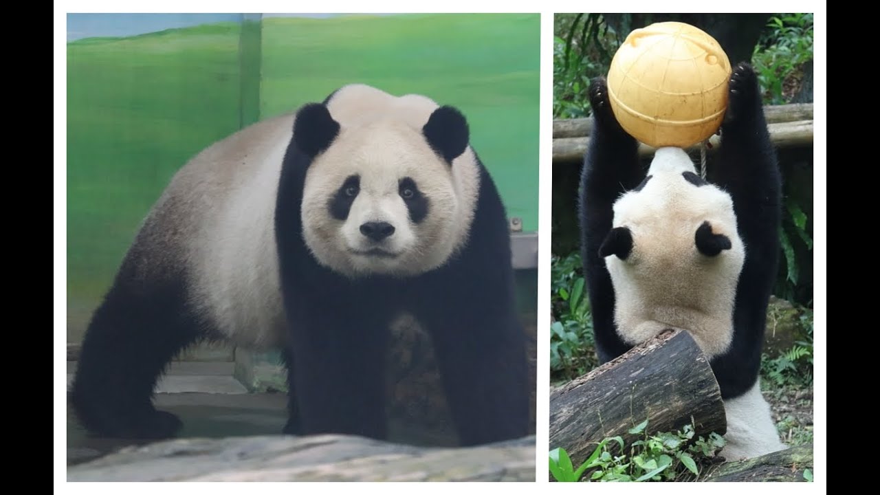 20260130 母女今享早午餐 圓寶黃球頂著玩 Giant Panda Yuan Bao