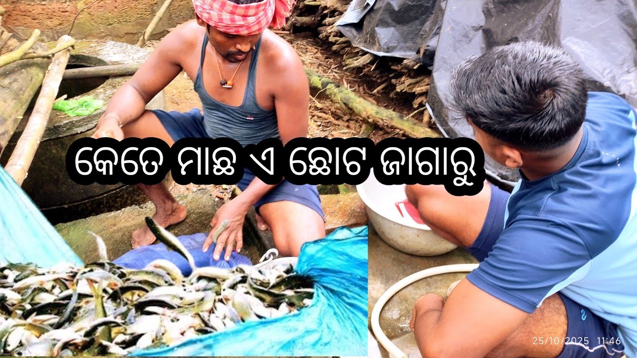 ଆଜି ଆମେ ଗୋଟିଏ ଛୋଟ ଖାଲରୁ କେତେ ମାଛଧରିଲୁ# ମାଛଧରିବା ଉପାୟ