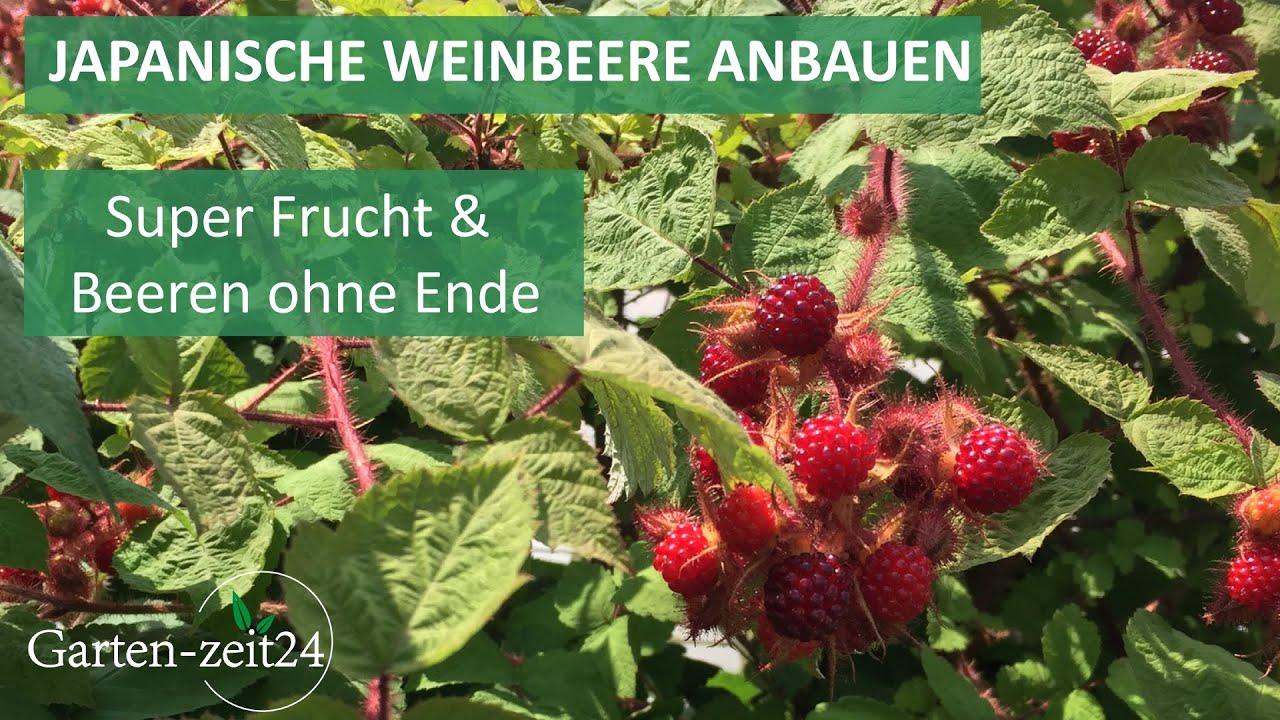 Japanische Weinbeere anbauen - Keine Schädlinge, schnelles Wachstum und toller Geschmack!!!