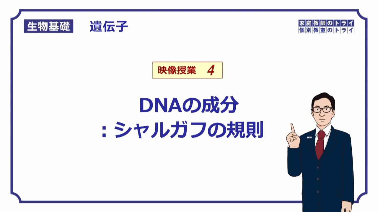 【生物基礎】　遺伝子4　シャルガフの規則　（１５分）