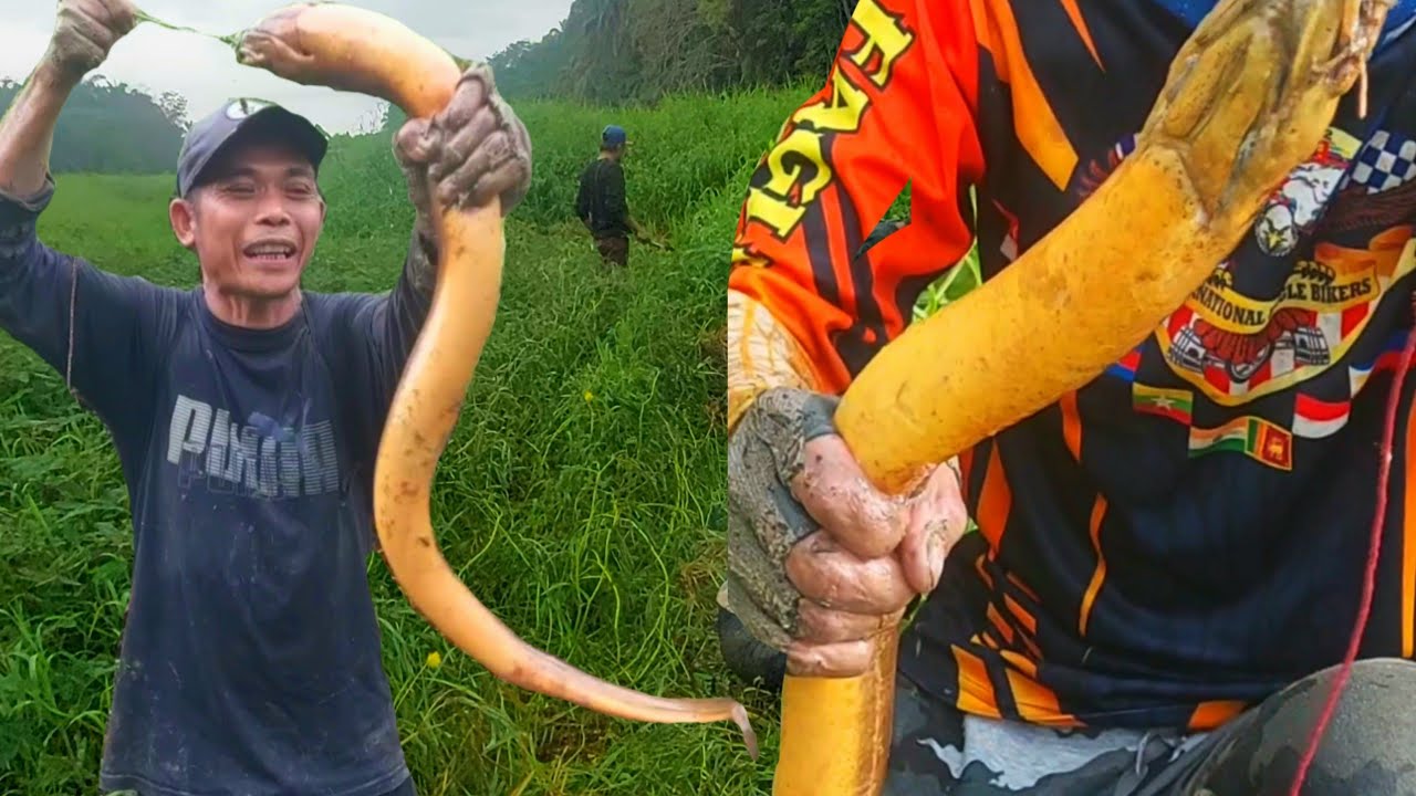 STREKE TERBAIK BELUT MONSTER RAWA | KOMPILASI MANCING BELUT