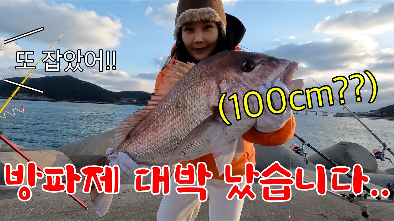 방파제에서 이런 괴물이 잡힌다고요? 심지어 연속으로 잡히는 역대급 물고기들..초대박