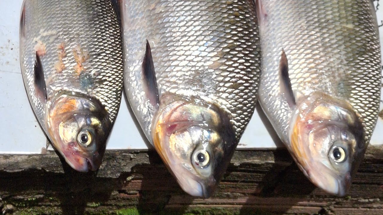 Pescaria  insistam ate que o peixe entra.  Arremessa quantas x for .