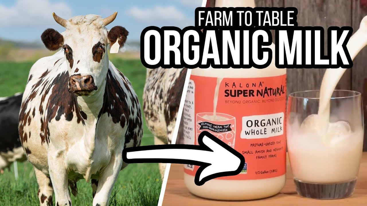 Organic Milk: The Process From Farm To Table