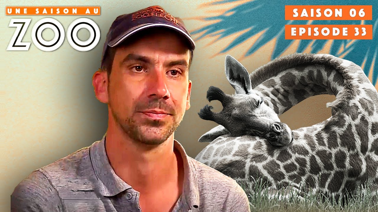 Mise-bas d'un Girafon qui tourne au Drame... | S06EP33 | Intégrale | Une saison au zoo