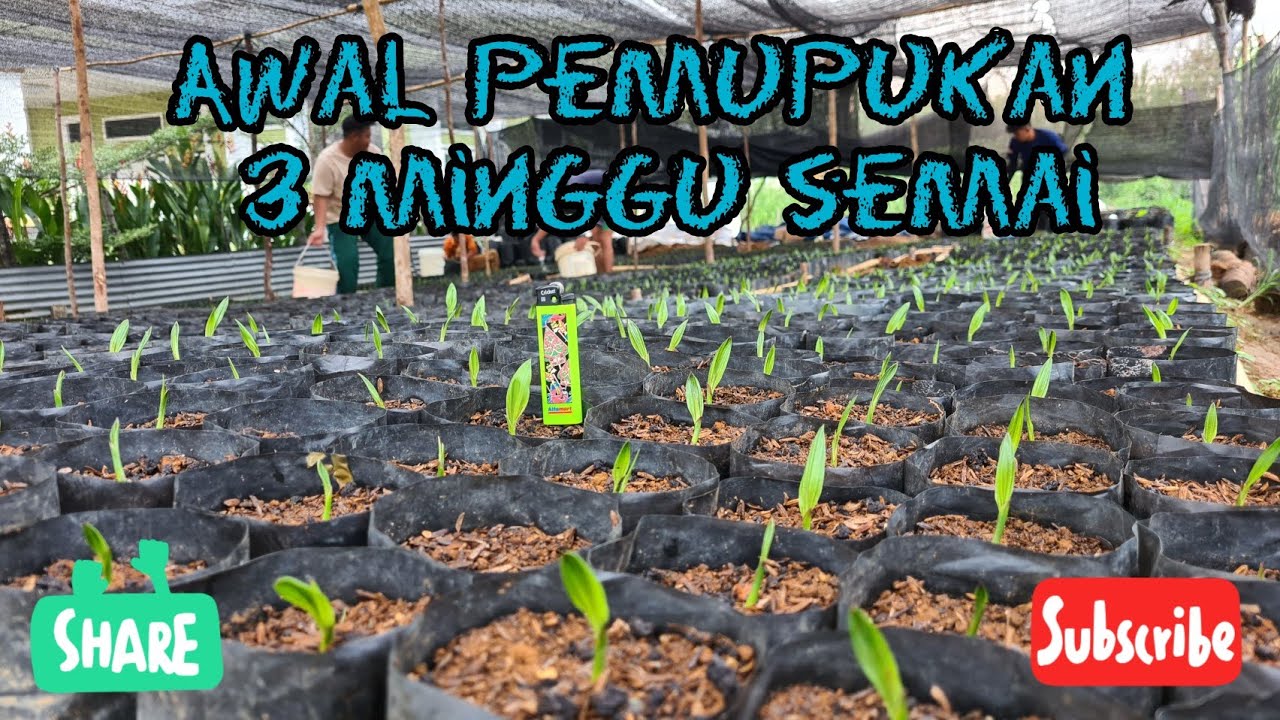 Pemupukan awal bibit sawit umur 3 minggu semai || Calsium Nitrat