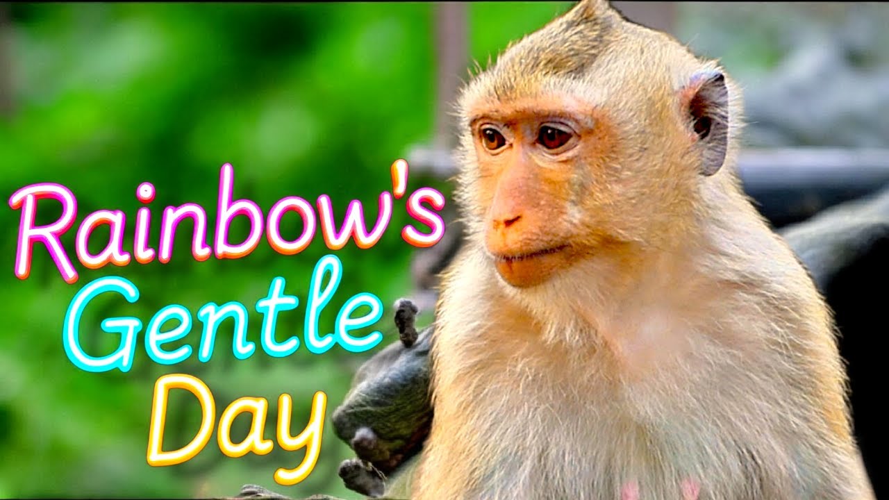 Rainbow’s Gentle Day in the Wild | Solo Foraging, Friendship, and Mother’s Care