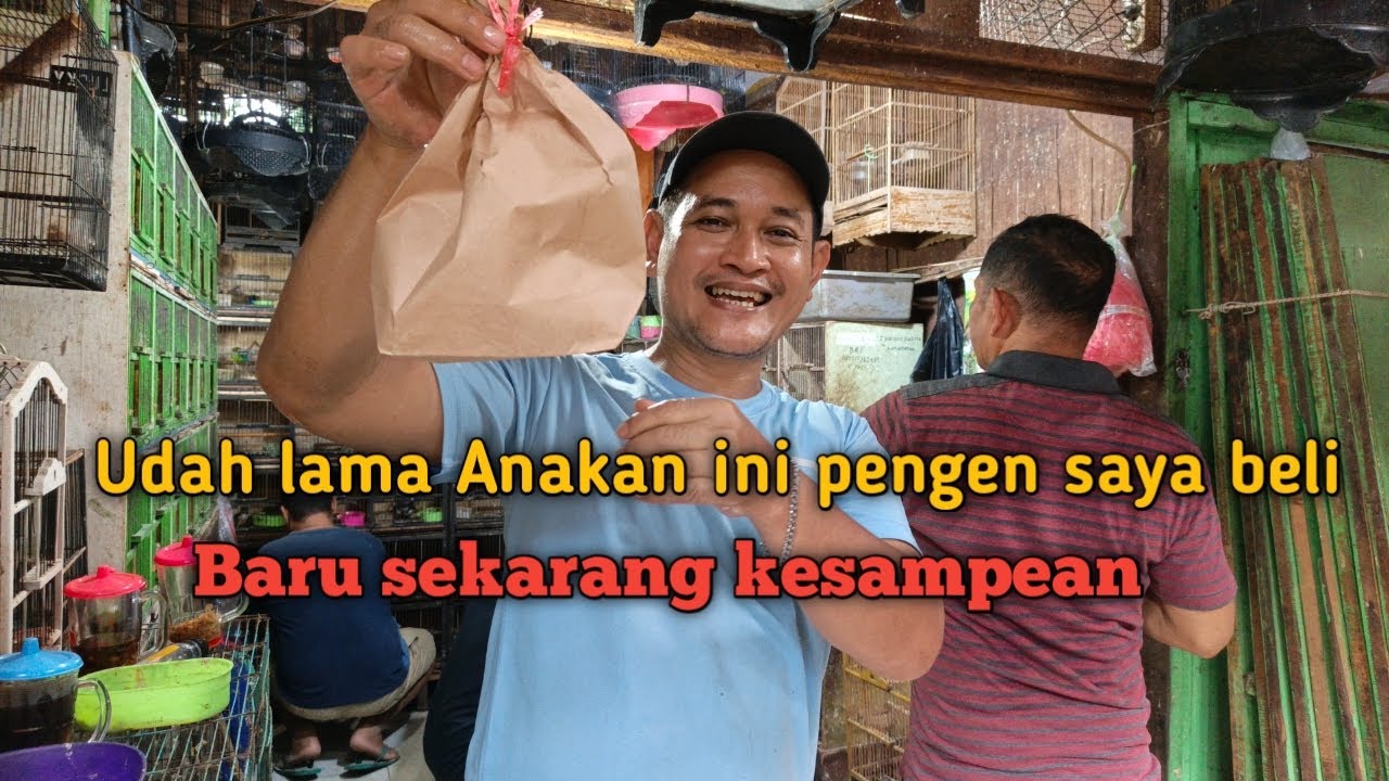 Beli anakan predator