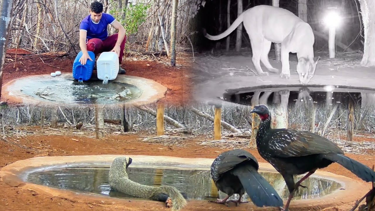 A ONÇA VOLTOU NA FONTE...