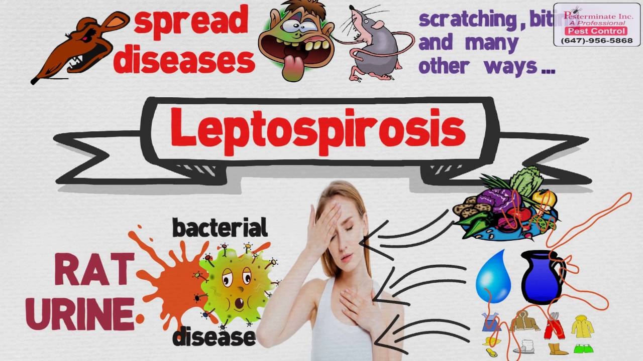 LEPTOSPIROSIS