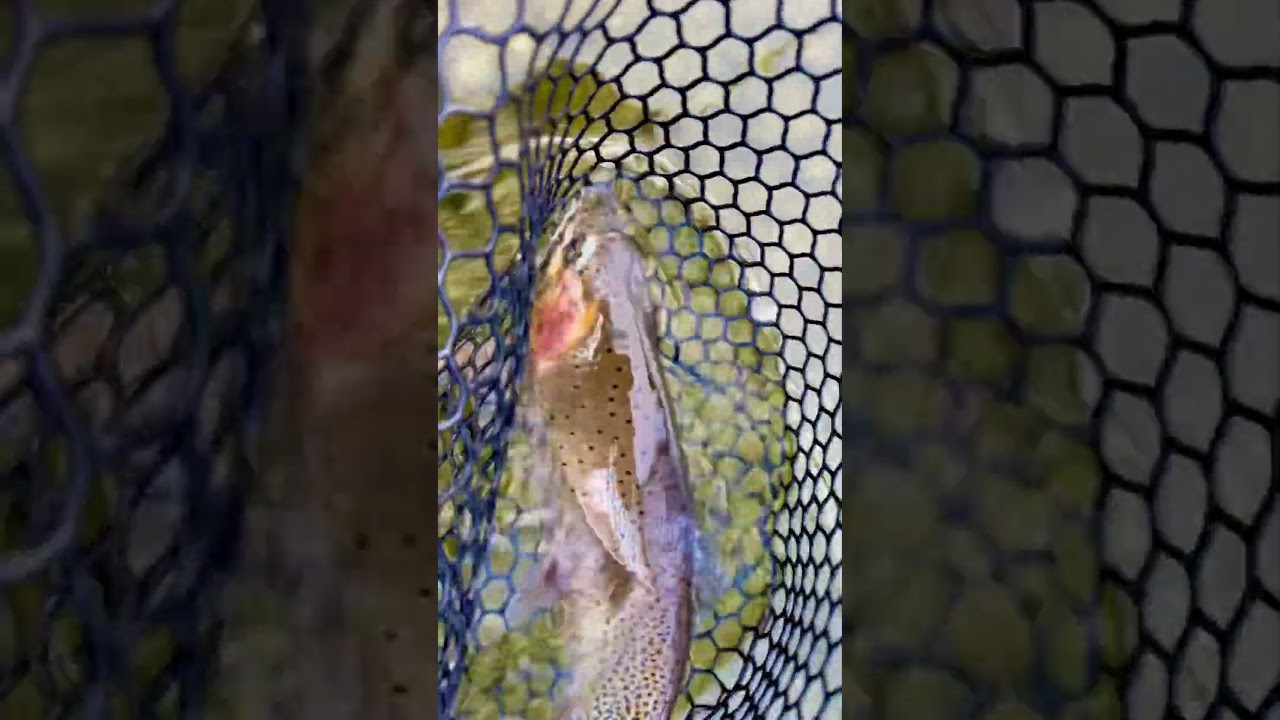 Can You Spot it?  (Wild or Hatchery Trout)
