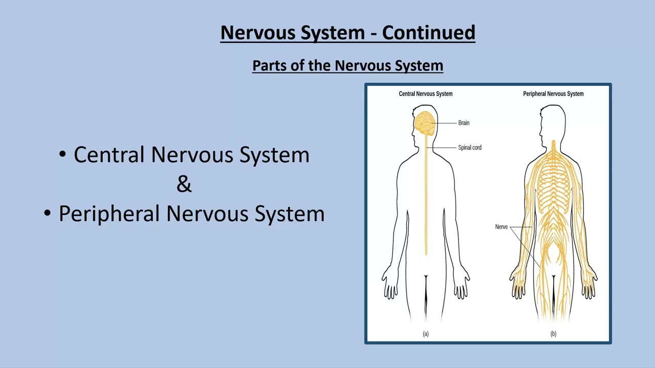 Nur113 Unit2- Sensory