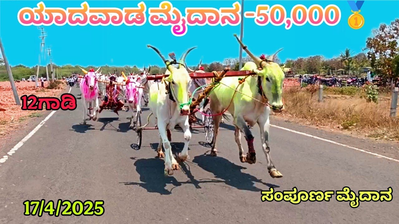 ಯಾದವಾಡ ಮೈದಾನ -50,000🥇ಅಥಲಟ್ಟಿ ಹರಣ್ಯ &ರಂಬಾಪುರ ಹರಣ್ಯ 🥈ತಾಝಪುರ ಹರಣ್ಯ 🥉ತುರನೂರ ಮೆಳ್ಳೆಪ ಅಜ್ಜ #yadawad