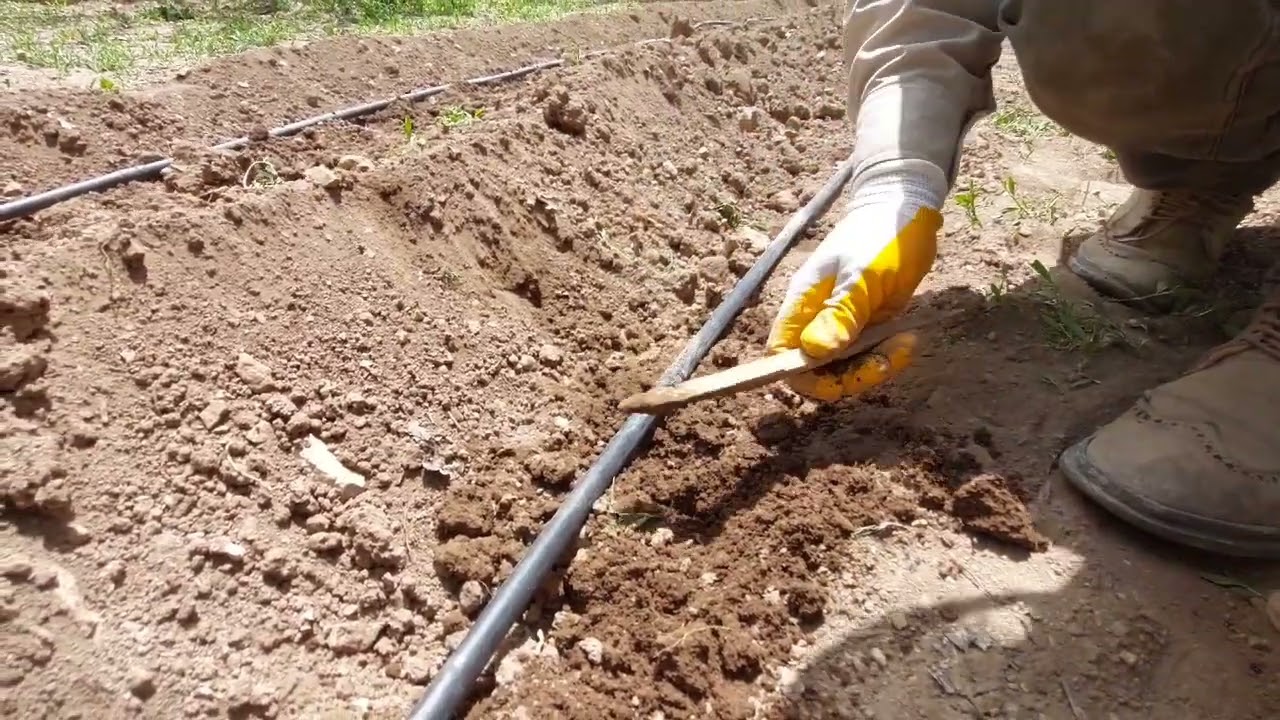 Pratik fasülye ekimi nasıl yapılır. Ekim aralığı ne kadar olmalı.(Ata tohumu)