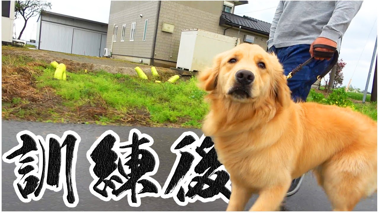 ４ヵ月の訓練を受けたゴールデンレトリバーが帰ってきた！