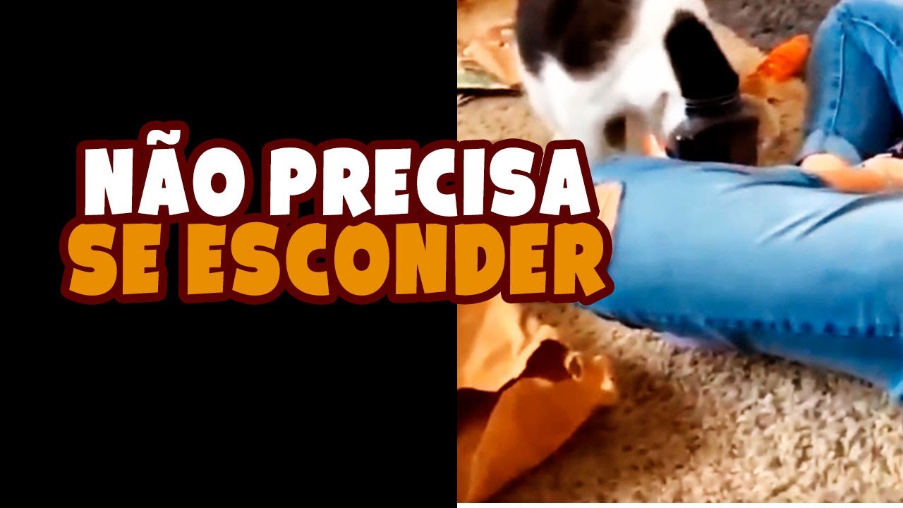 Tente n&atilde;o rir com memes engra&ccedil;ados de animais