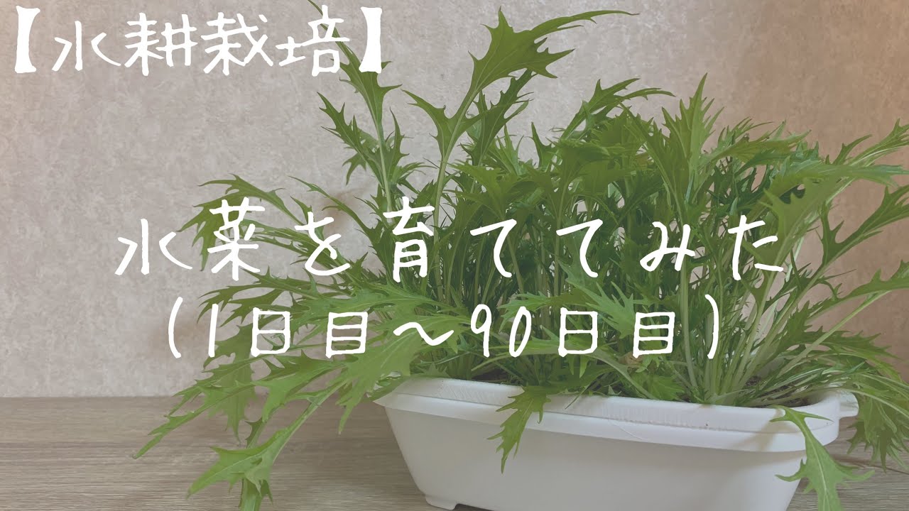 【水耕栽培】水菜を育ててみた　1日目〜90日目
