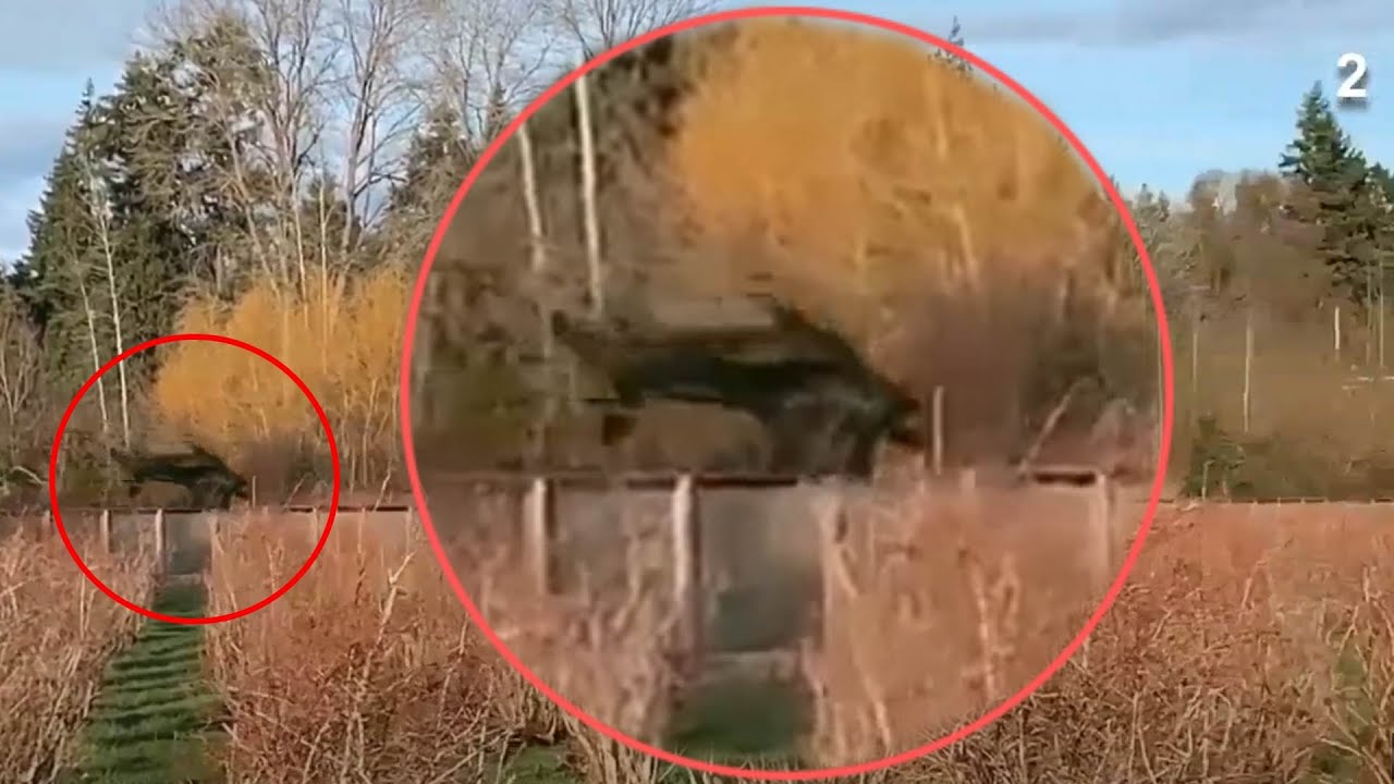 5 Creepy forest Alien creature sighting - Paranormal TOP 5