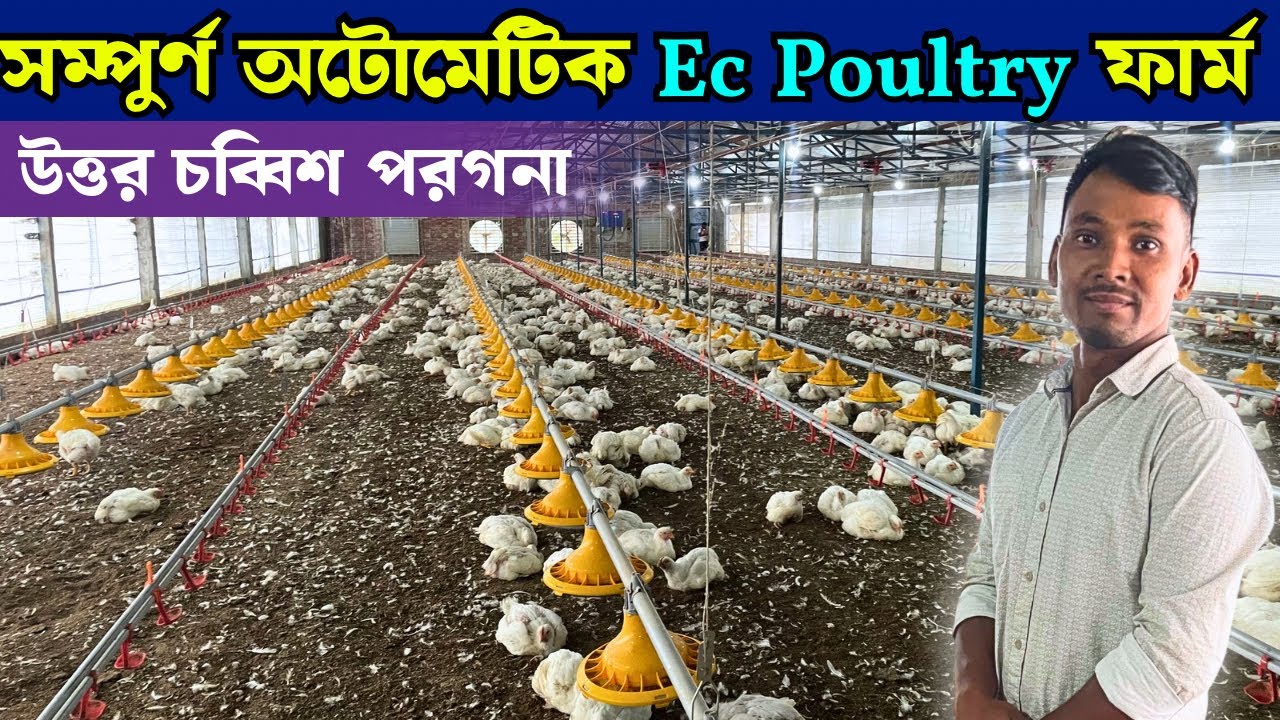 সম্পুর্ণ অটোমেটিক Ec Poultry ফার্ম কেমন হয় | Ec Poultry Farm Setup