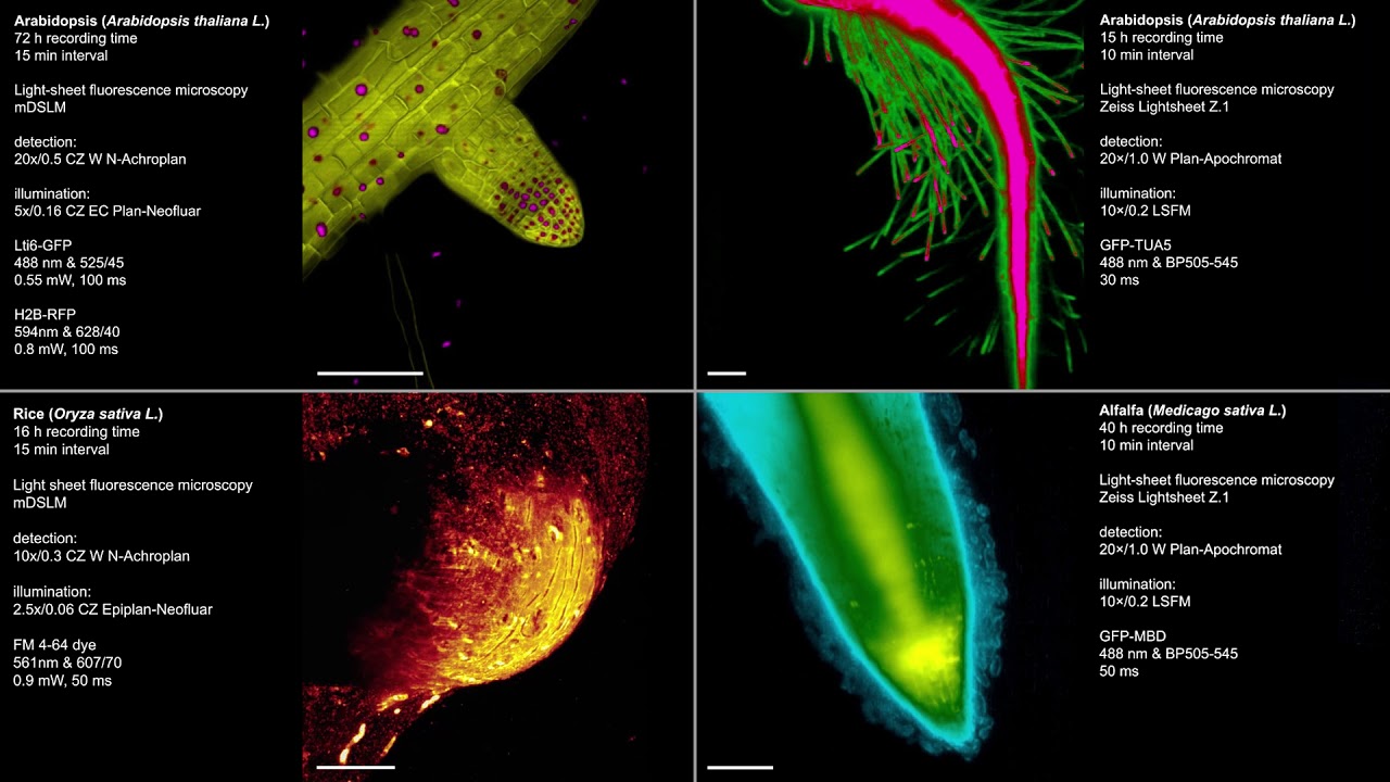Multiscale imaging of plant development by light-sheet fluorescence microscopy