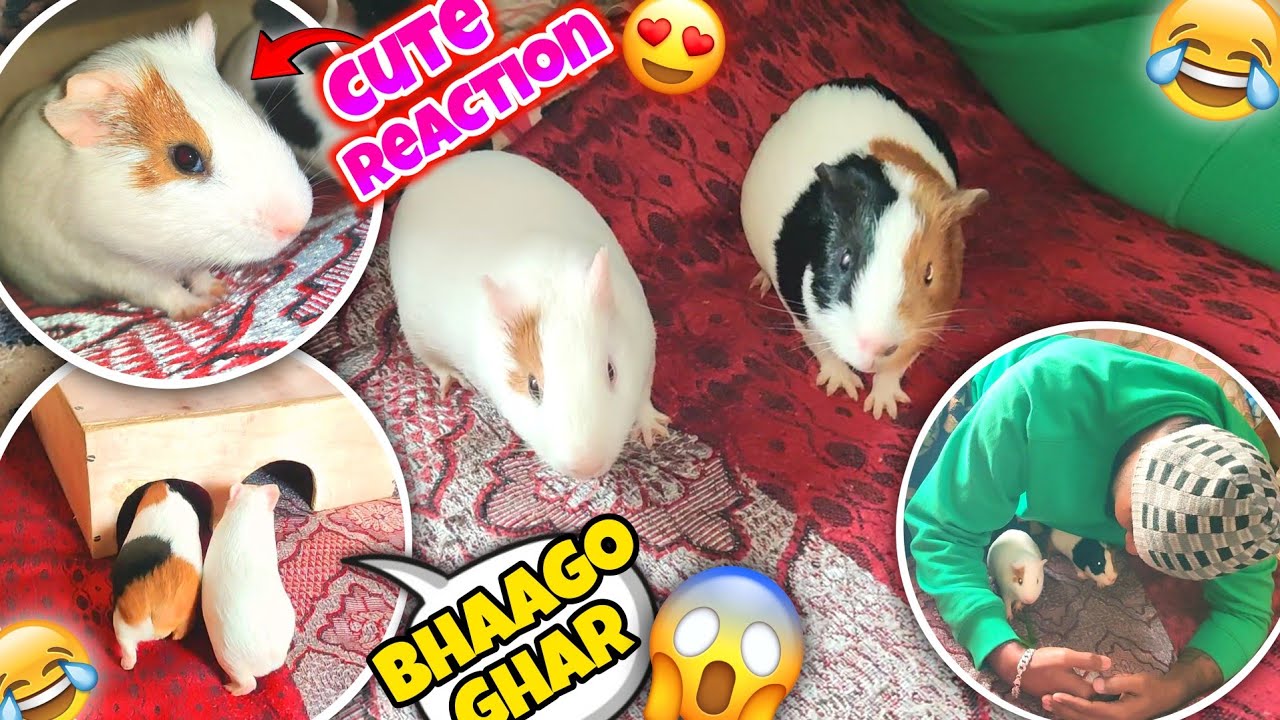 Guinea Pigs First Time on My Bed 😍 | Unbelievable Cute Reactions 🐹